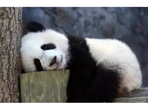 海底撈跨界跨到動(dòng)物界了嗎？愛(ài)心認(rèn)養(yǎng)大熊貓